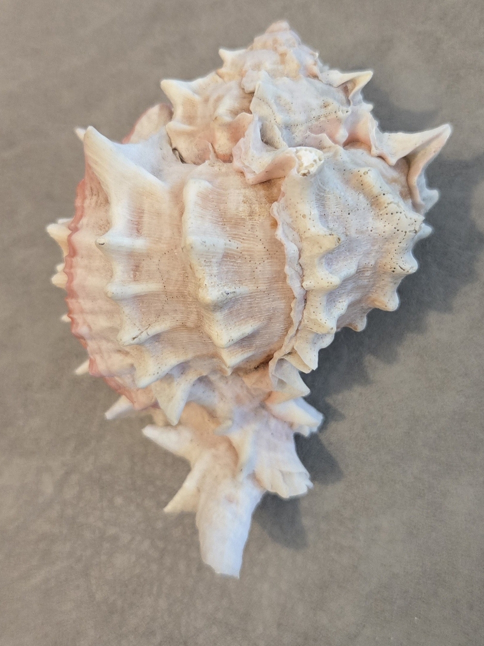 🐚 Ramose Murex Shell Chicoreus ramosus Collector Display